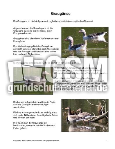 Graugänse-Text-m-Fotos.pdf